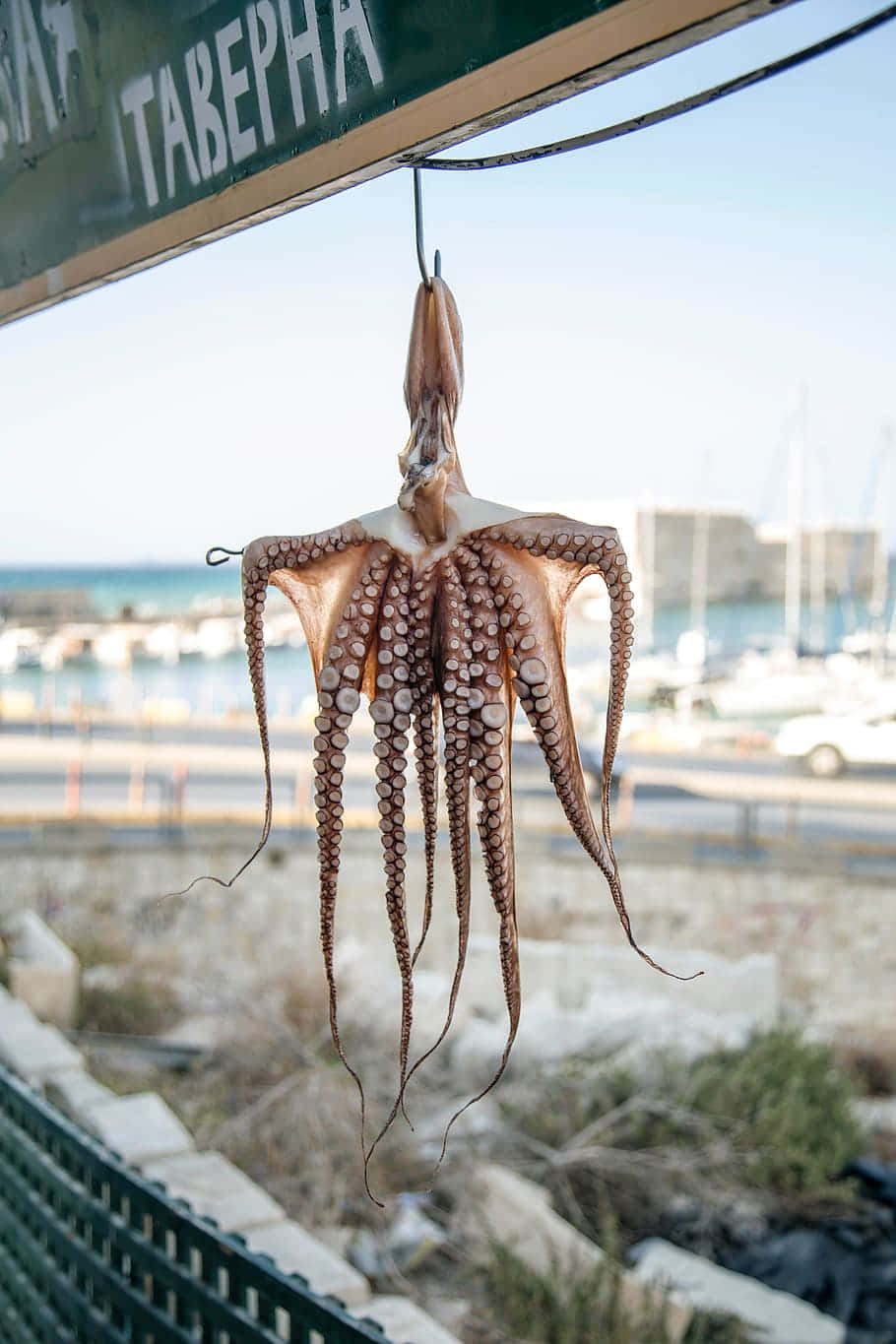 Hanging Octopus Seaside Wallpaper