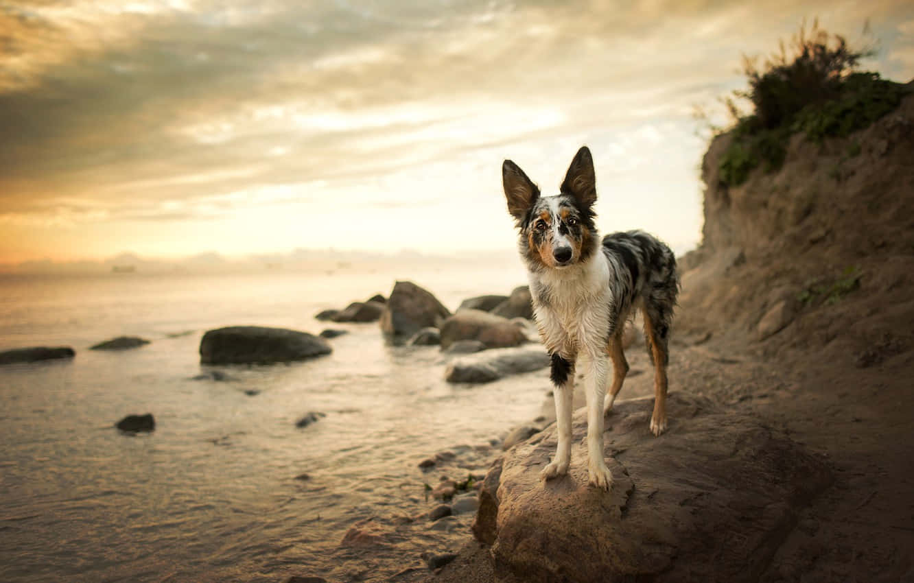 Happy Beach Dog Enjoying The Summer Wallpaper