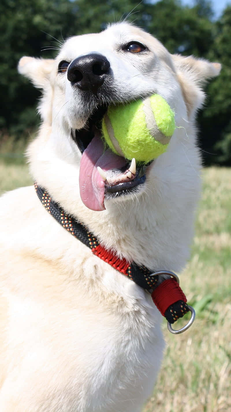 Happy Dog With Tennis Ball Wallpaper