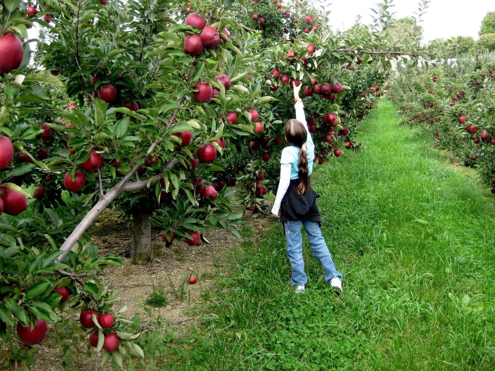 Happy Friends Enjoying A Fun-filled Day Of Apple Picking Wallpaper