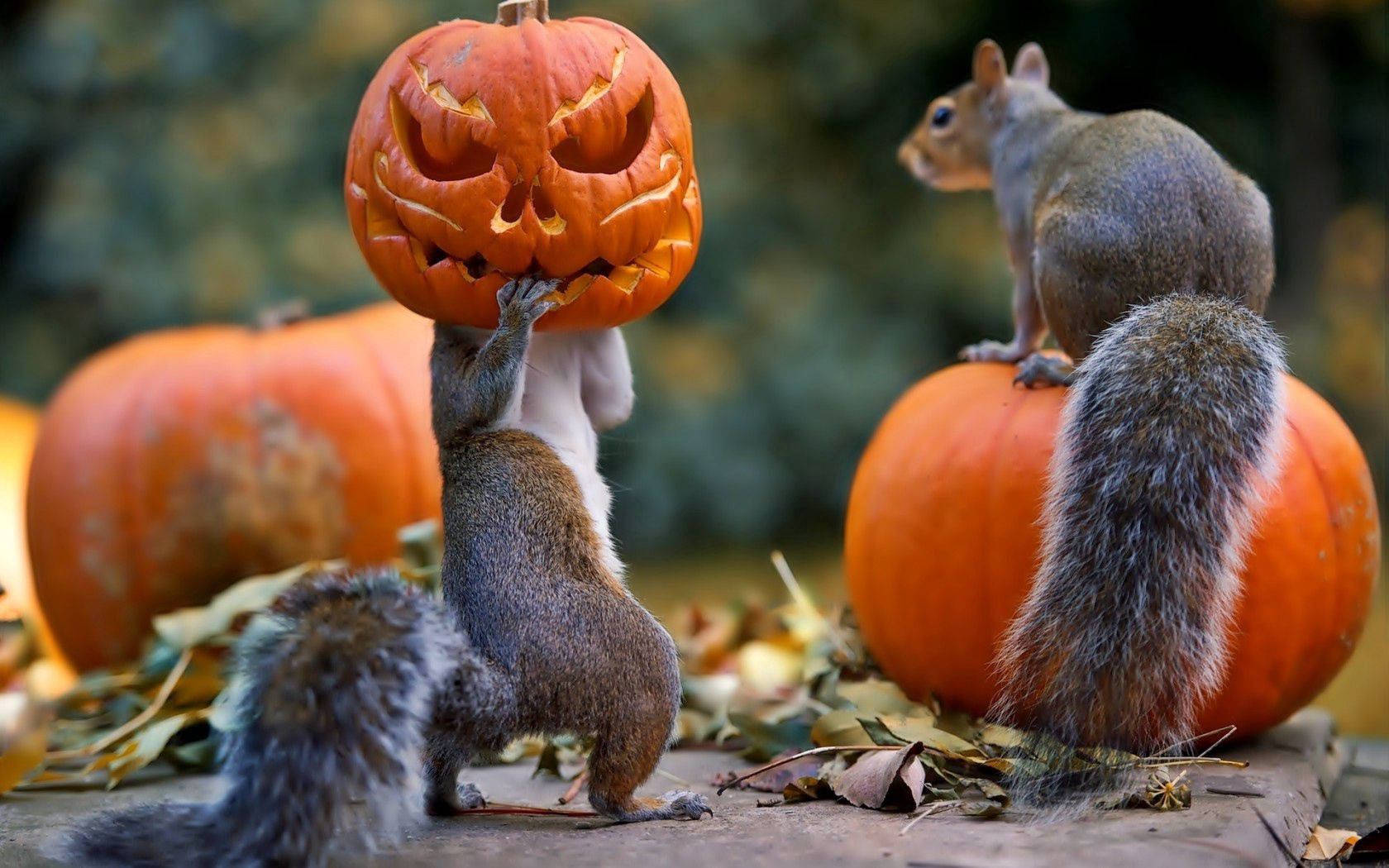 Happy Halloween From These Two Squirrels! Wallpaper