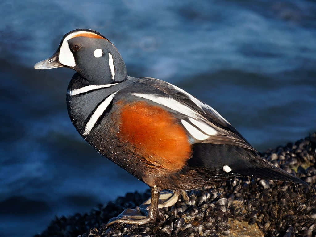 Harlequin Duck Coastal Perch Wallpaper