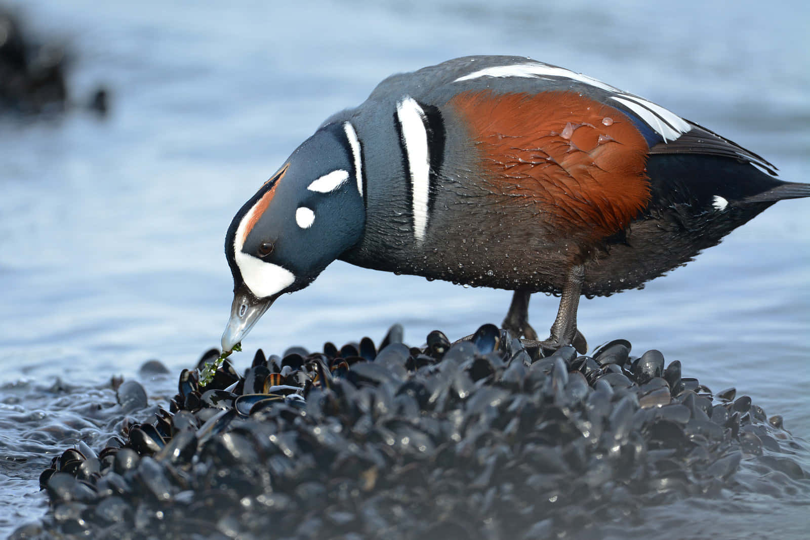 Harlequin Duck Feedingon Mussels Wallpaper