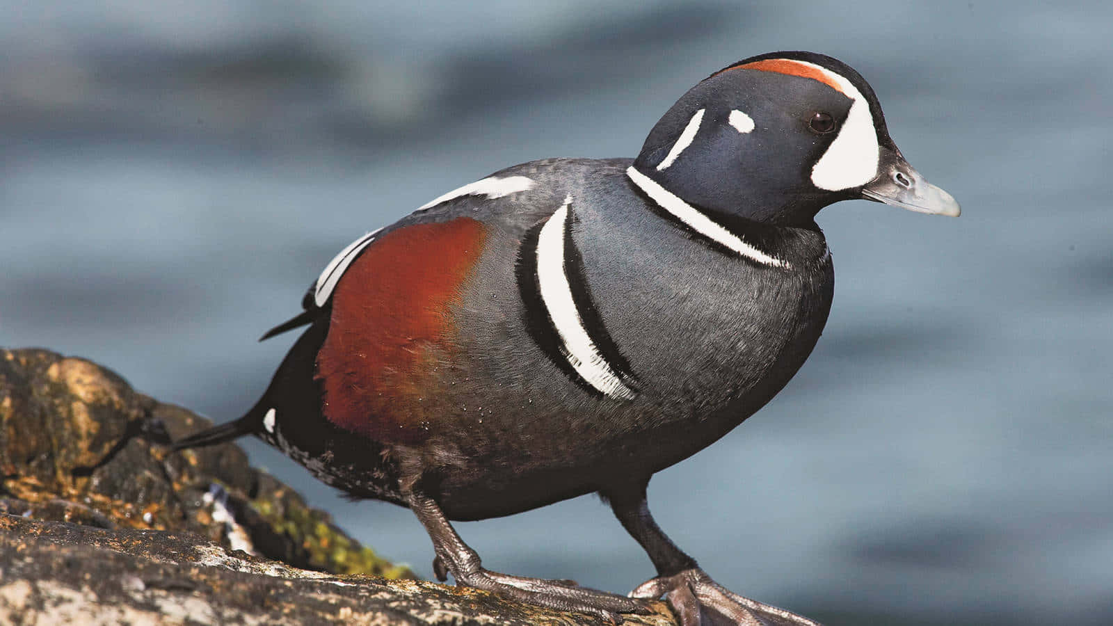 Harlequin Duck On Rocky Shore.jpg Wallpaper