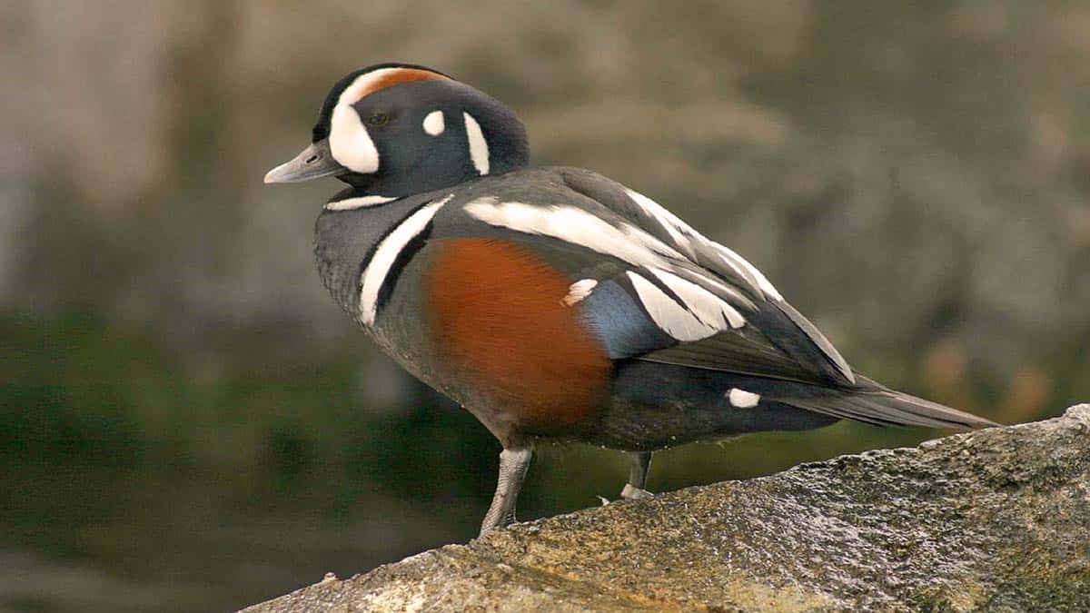 Harlequin Duck Perchedon Rock Wallpaper