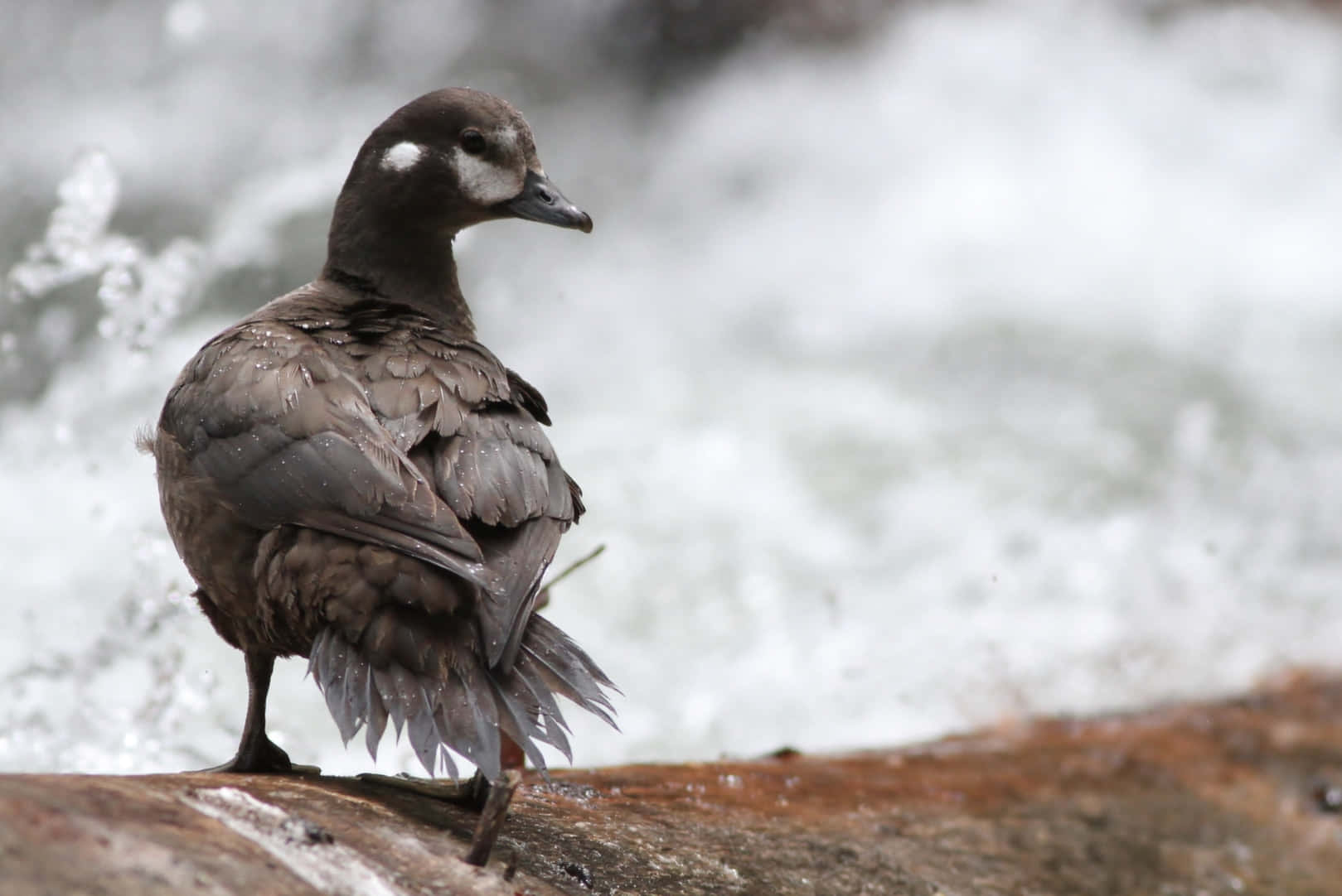 Harlequin Duck Restingby River Wallpaper