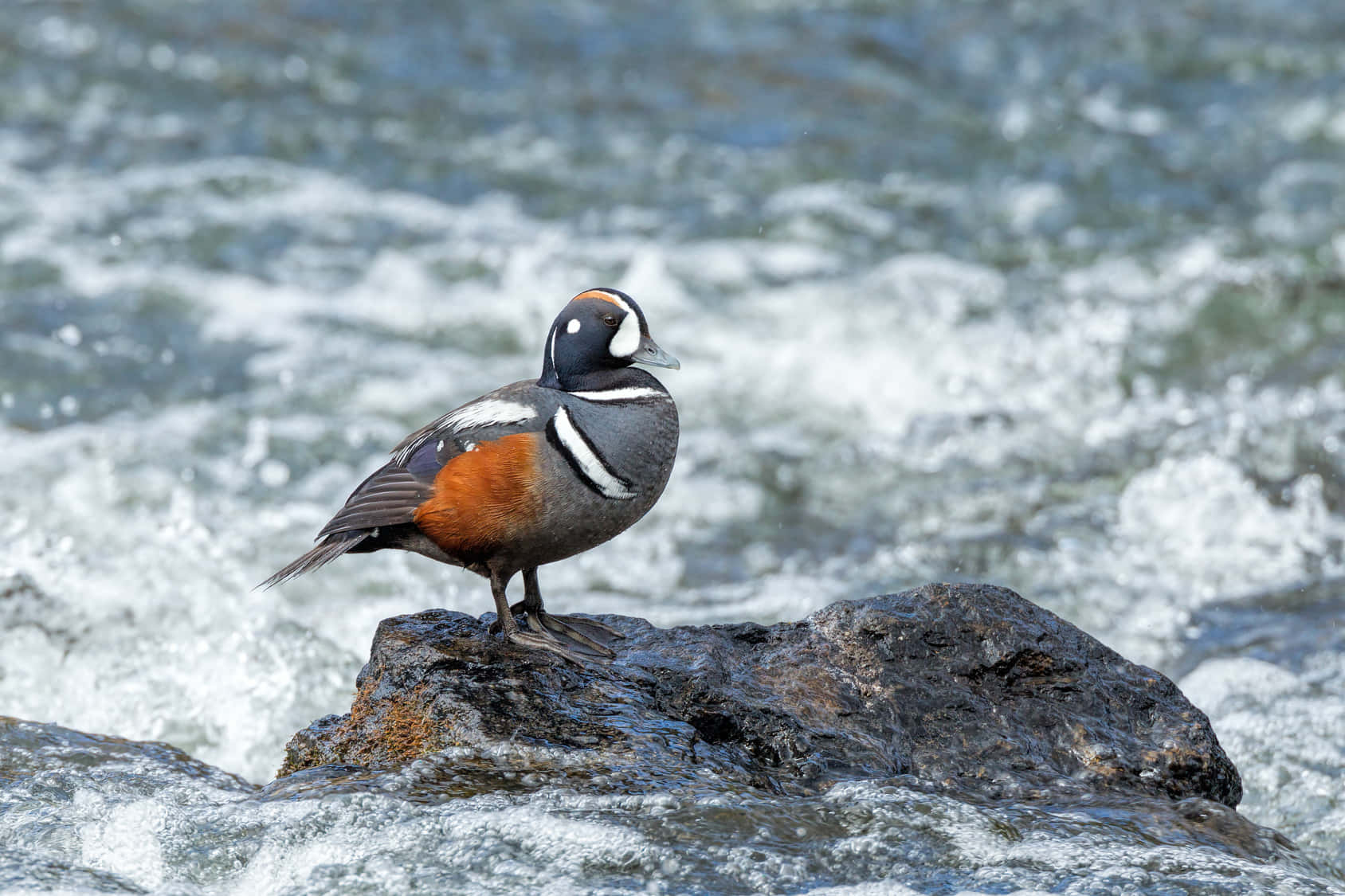 Harlequin Duck Restingon River Rock Wallpaper