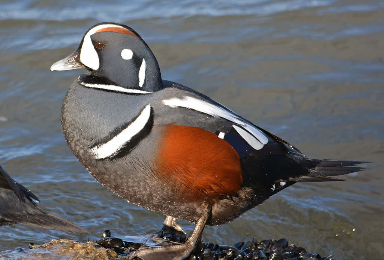 Harlequin Duck Riverside Wallpaper