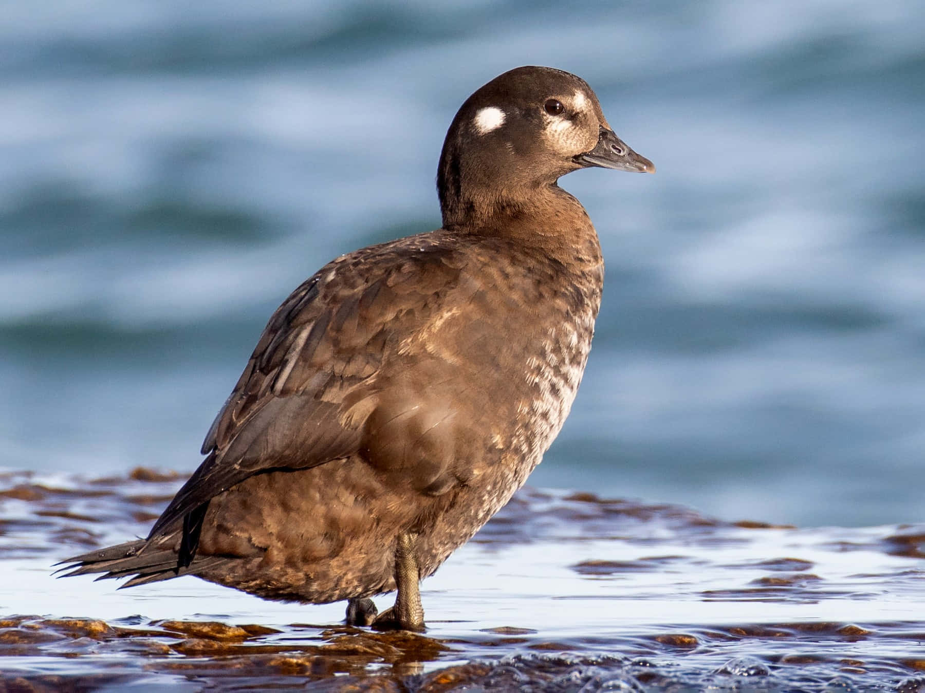 Harlequin Duck Seaside Portrait Wallpaper