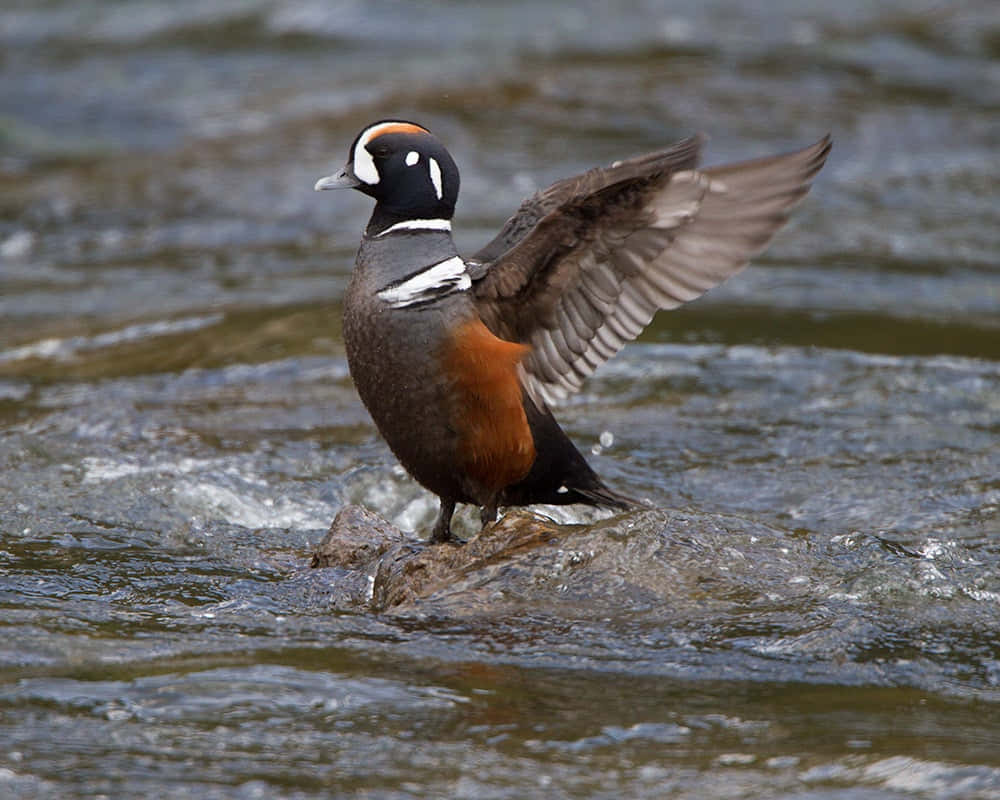 Harlequin Duck Spreading Wings Wallpaper