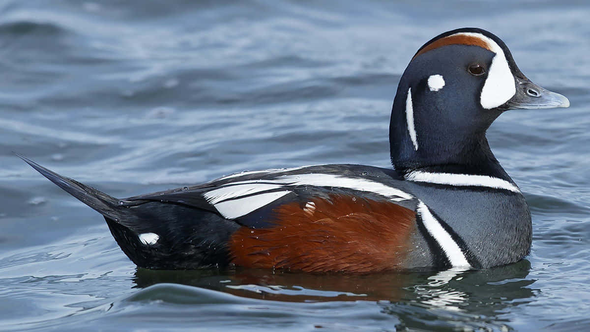 Harlequin Duck Swimming Wallpaper