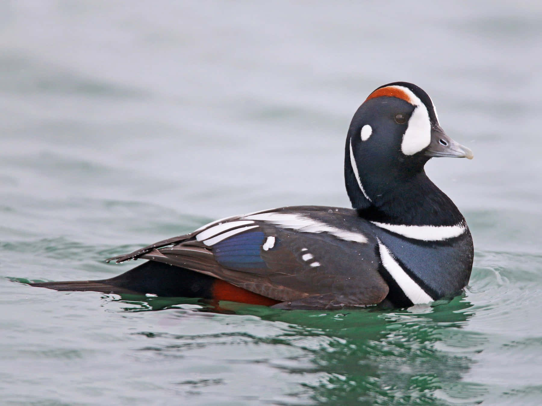 Harlequin Duck Swimming Wallpaper