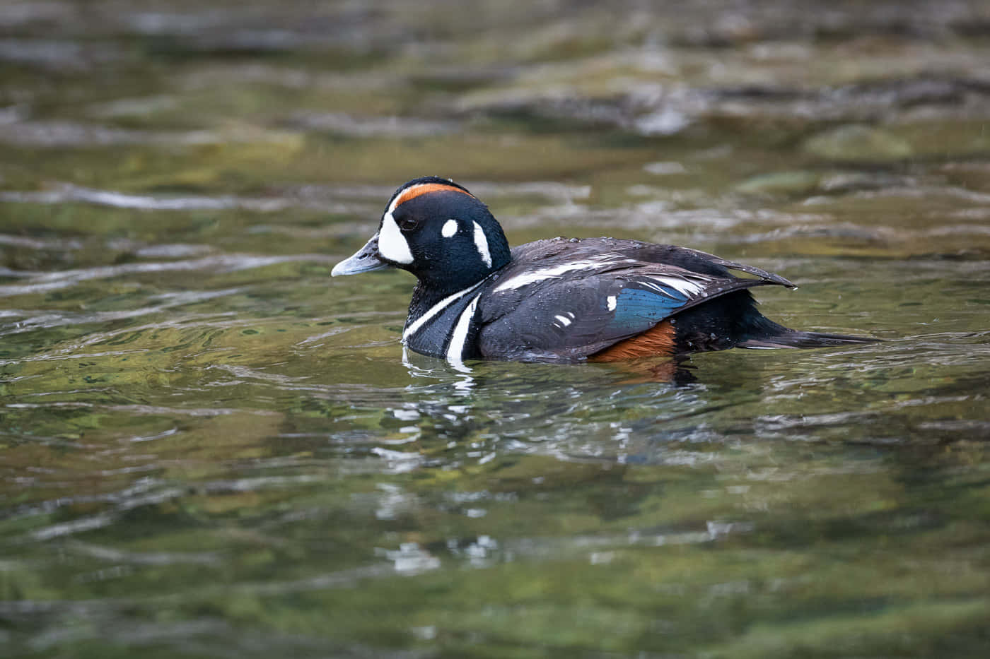 Harlequin Duck Swimmingin Water Wallpaper