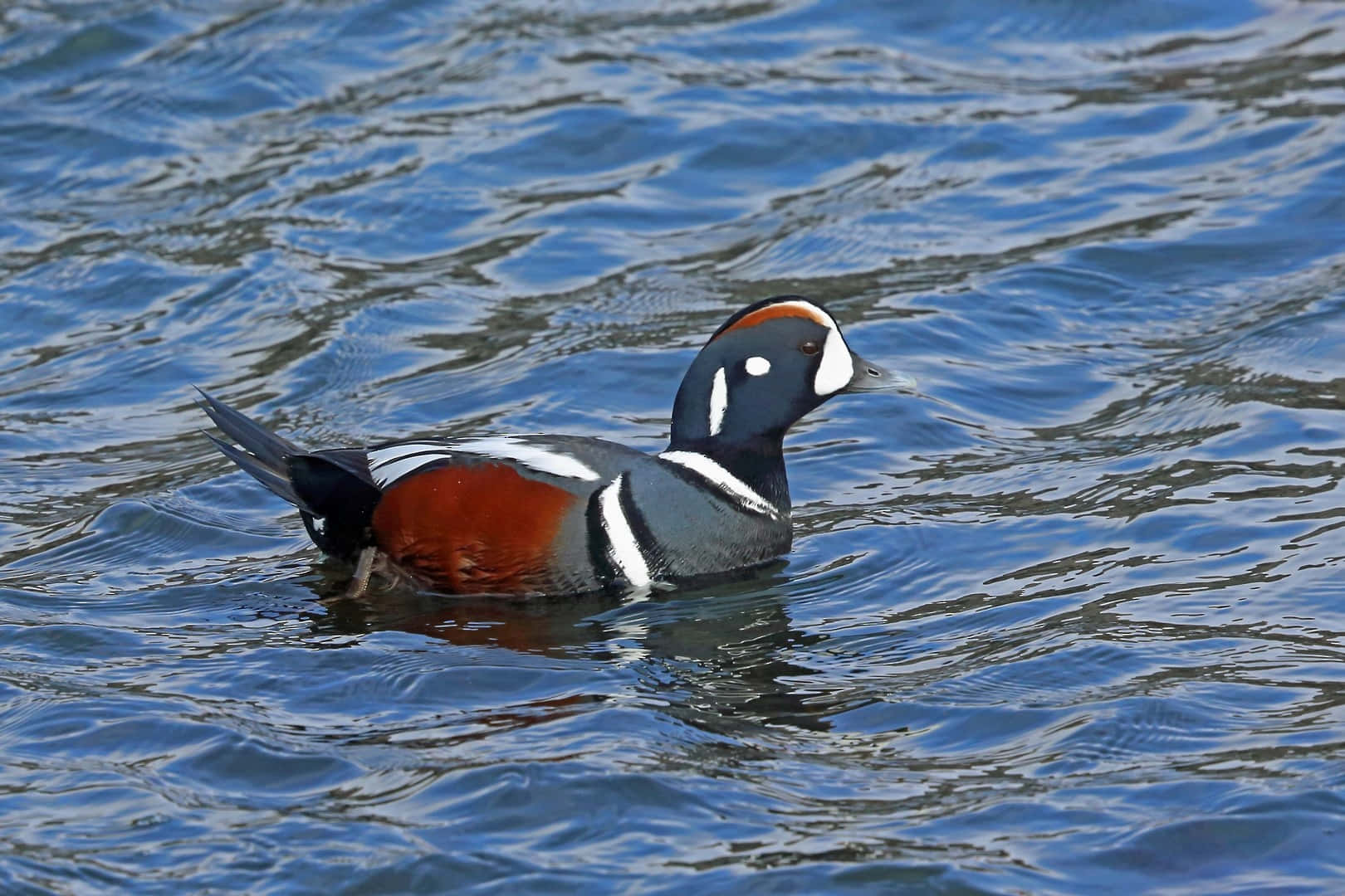 Harlequin Duck Swimmingin Water Wallpaper