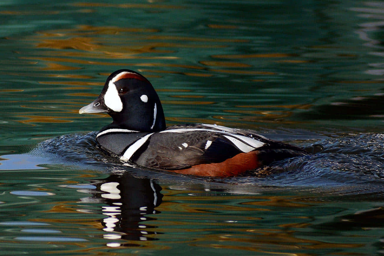 Harlequin Duck Swimmingin Water Wallpaper