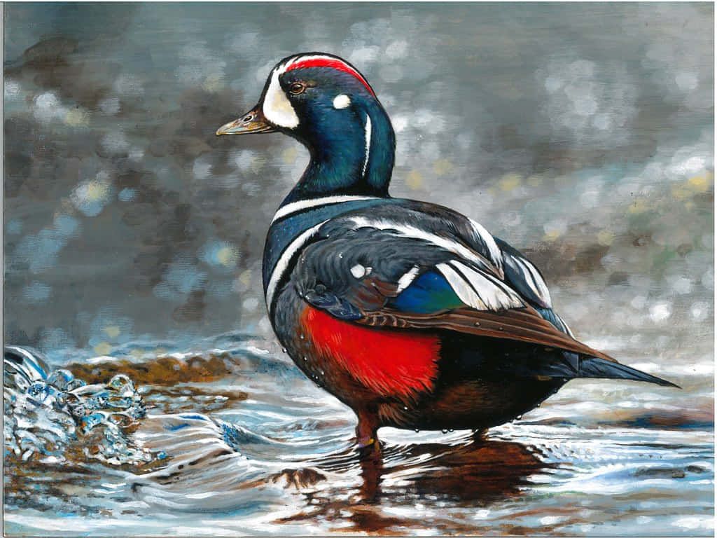 Harlequin Duck Vivid Portrait Wallpaper