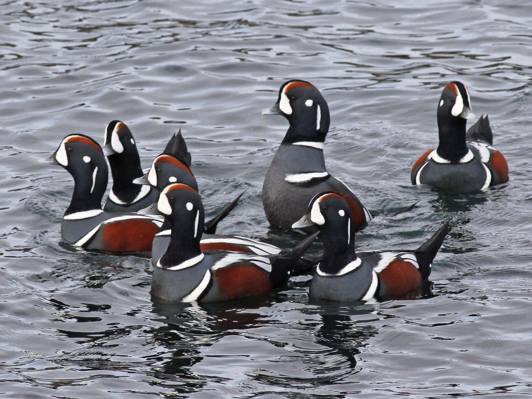 Harlequin Ducks Flockon Water Wallpaper