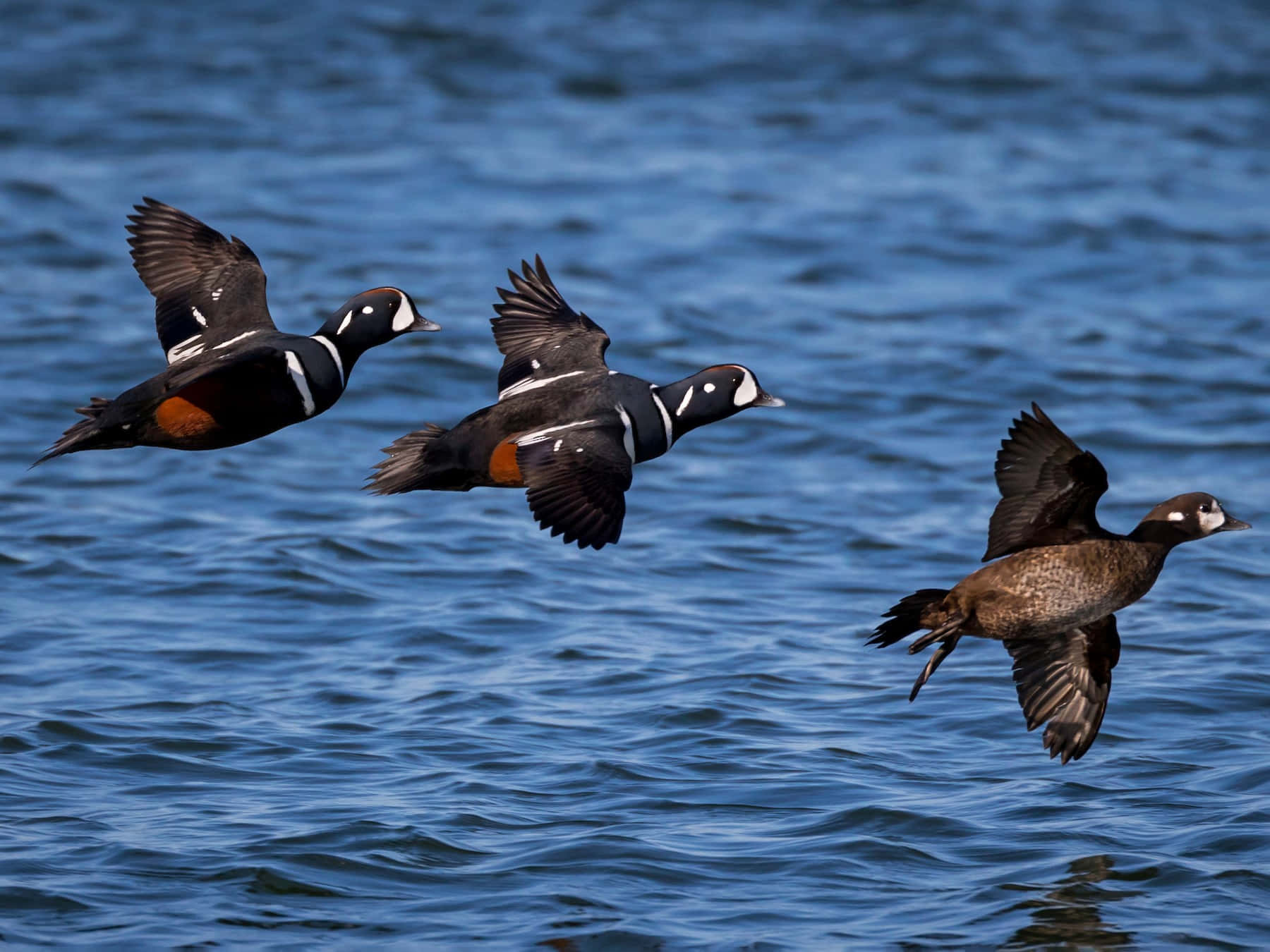 Harlequin_ Ducks_ In_ Flight Wallpaper