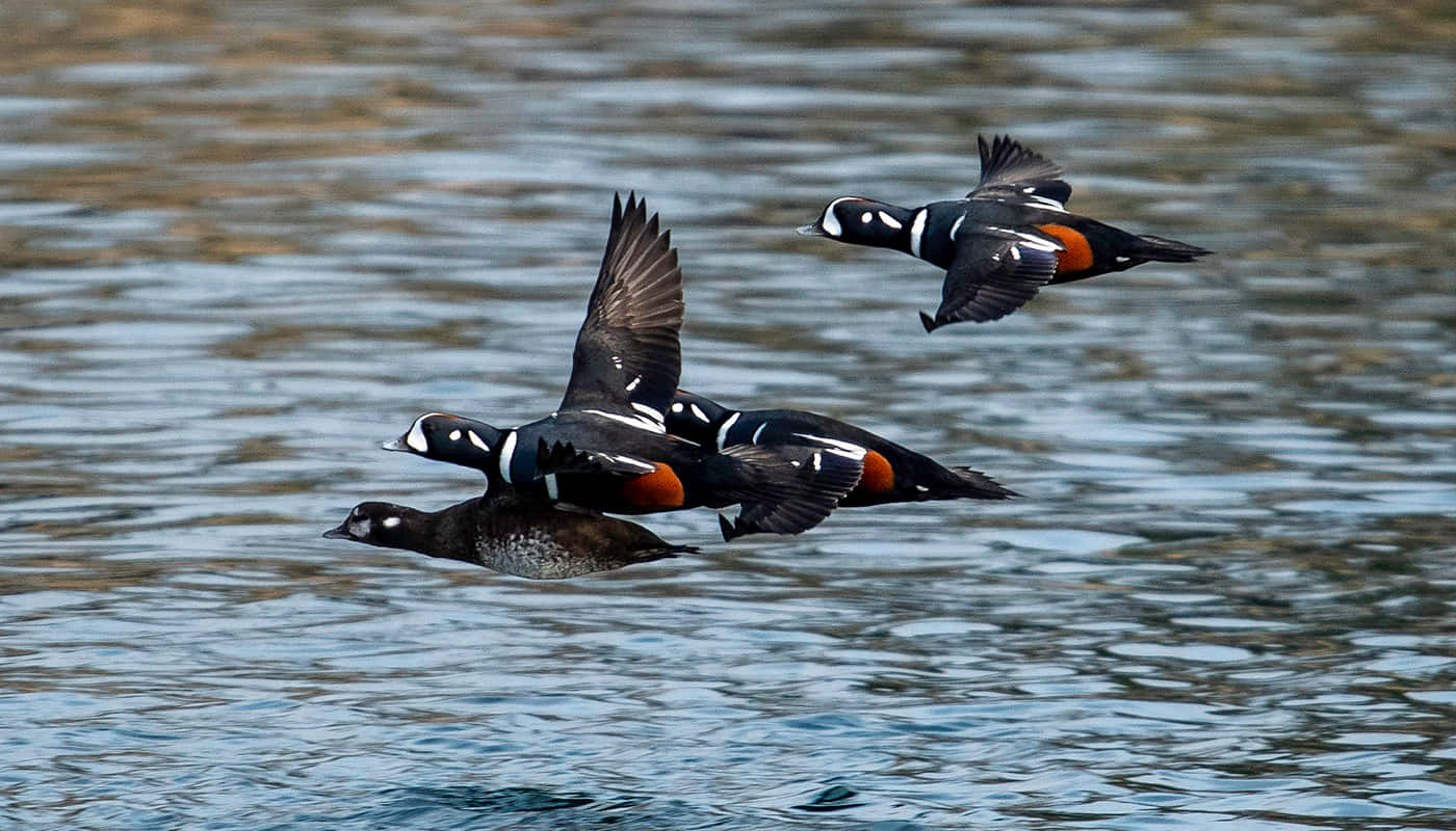 Harlequin Ducks In Flight Wallpaper