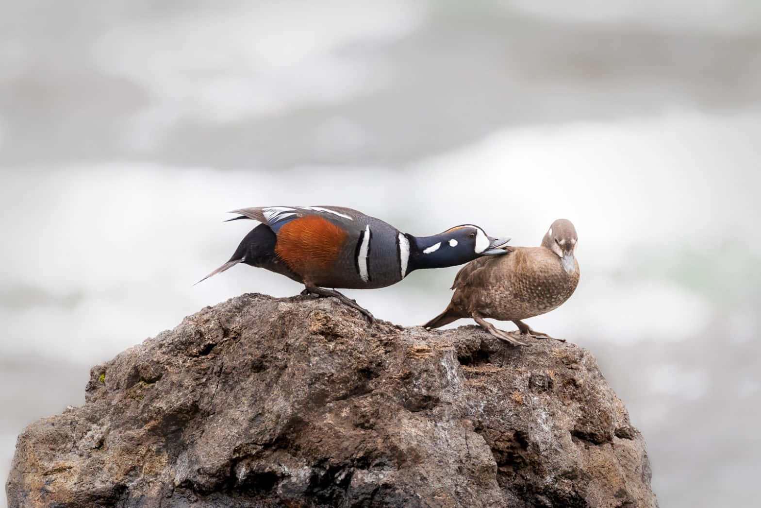 Harlequin Ducks On Rock Wallpaper