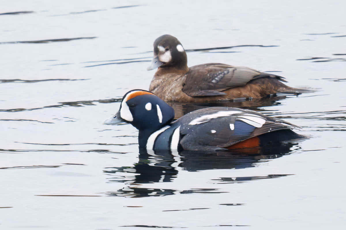 Harlequin Ducks Swimming Wallpaper