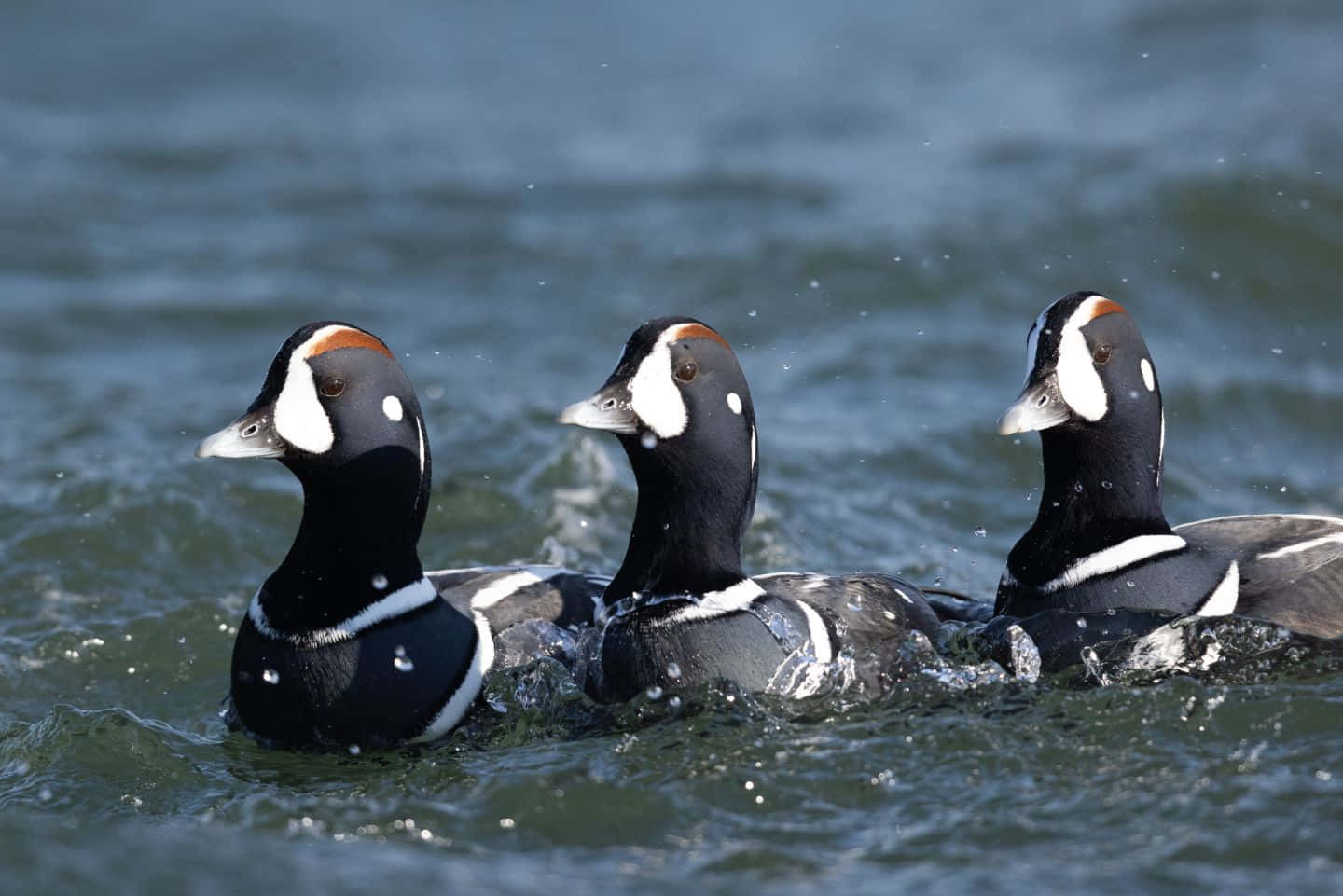 Harlequin Ducks Swimming Together Wallpaper