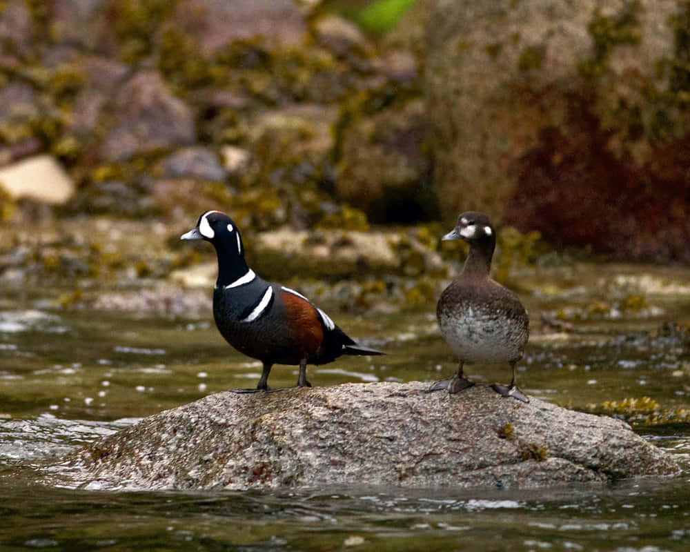 Harlequin Duckson River Rock Wallpaper