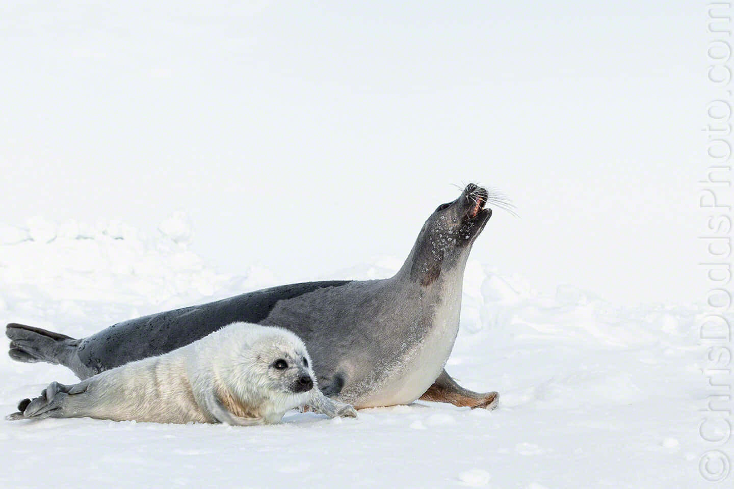 Harp Seal Motherand Pupon Ice Wallpaper