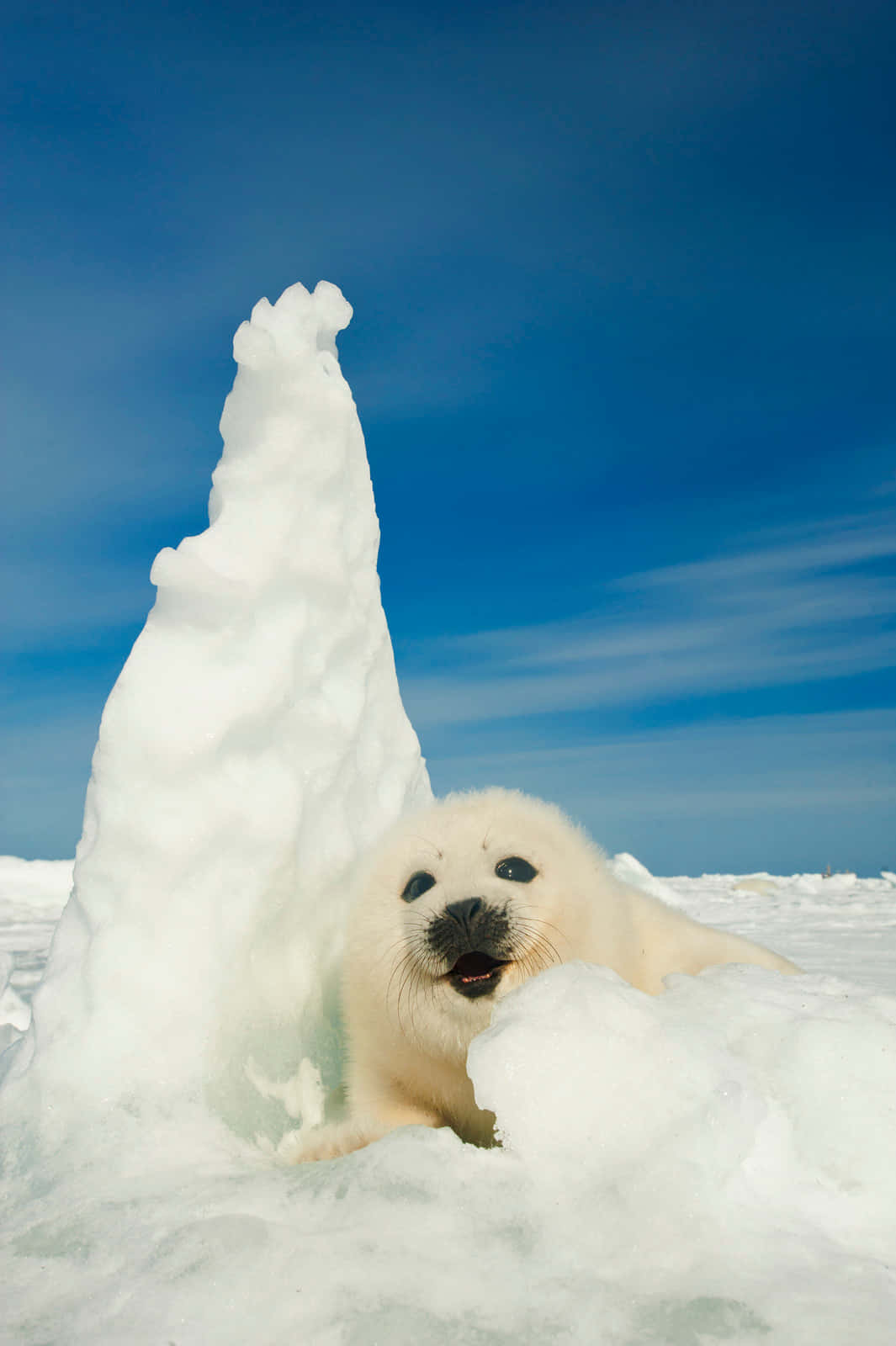 Harp Seal Pup Ice Sculpture Wallpaper