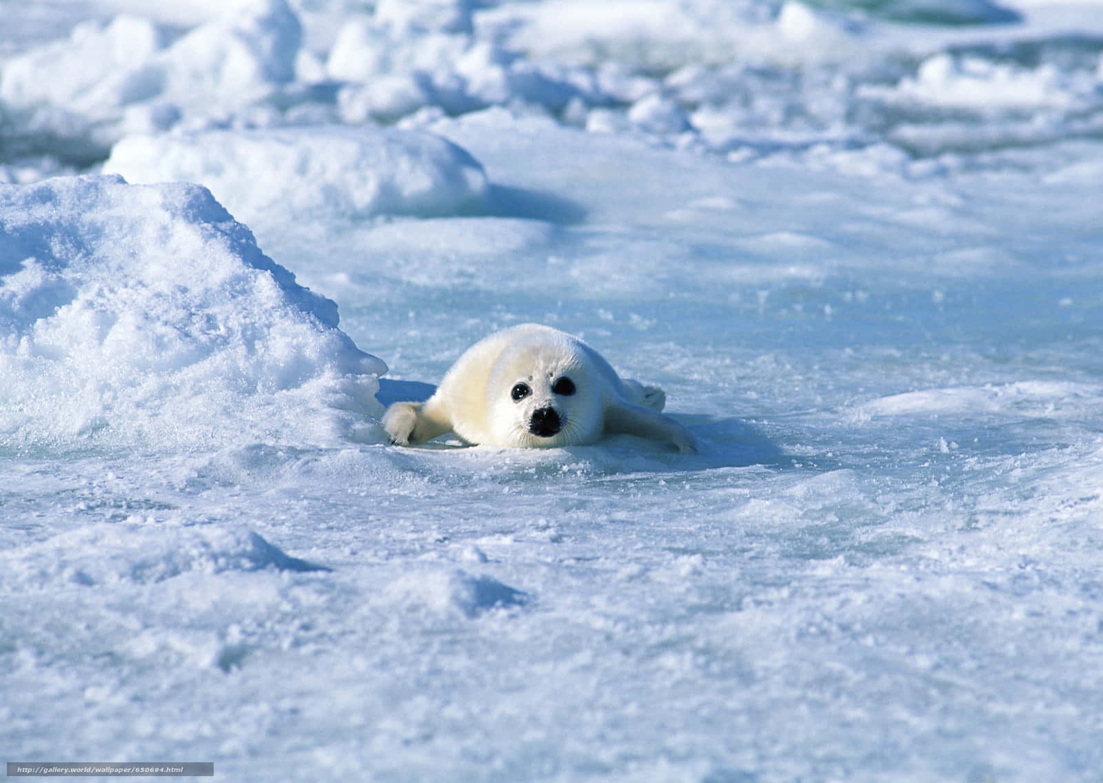 Harp Seal Pup Restingon Ice Wallpaper