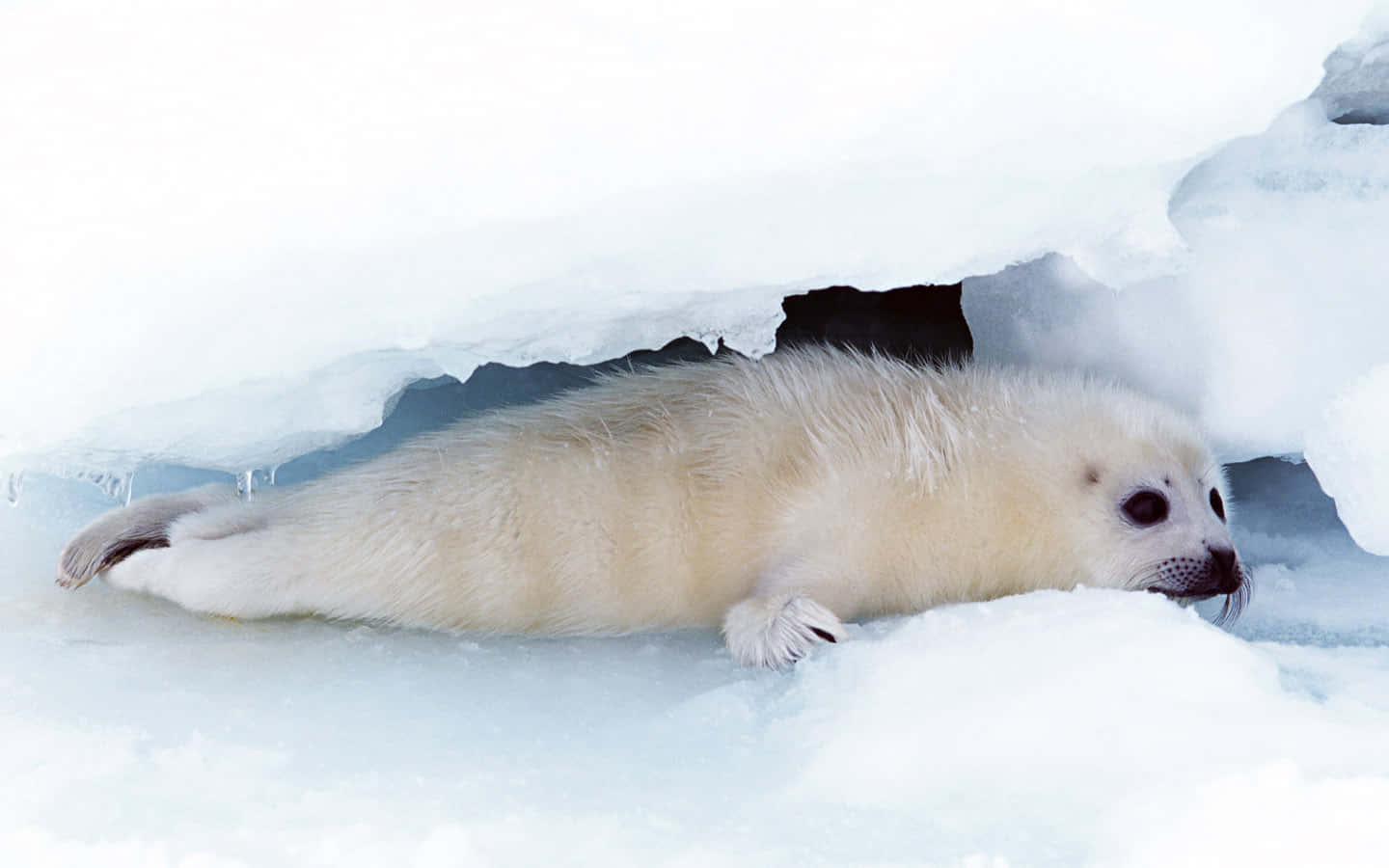 Harp Seal Pup Restingon Ice Wallpaper