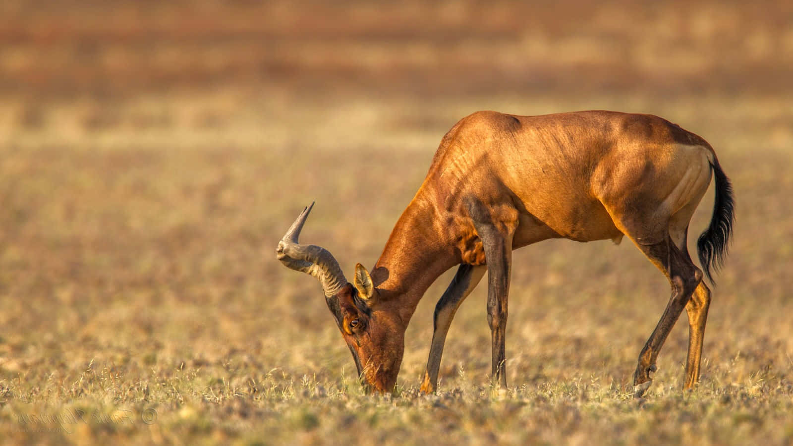 Hartebeest Grazingin Savannah.jpg Wallpaper