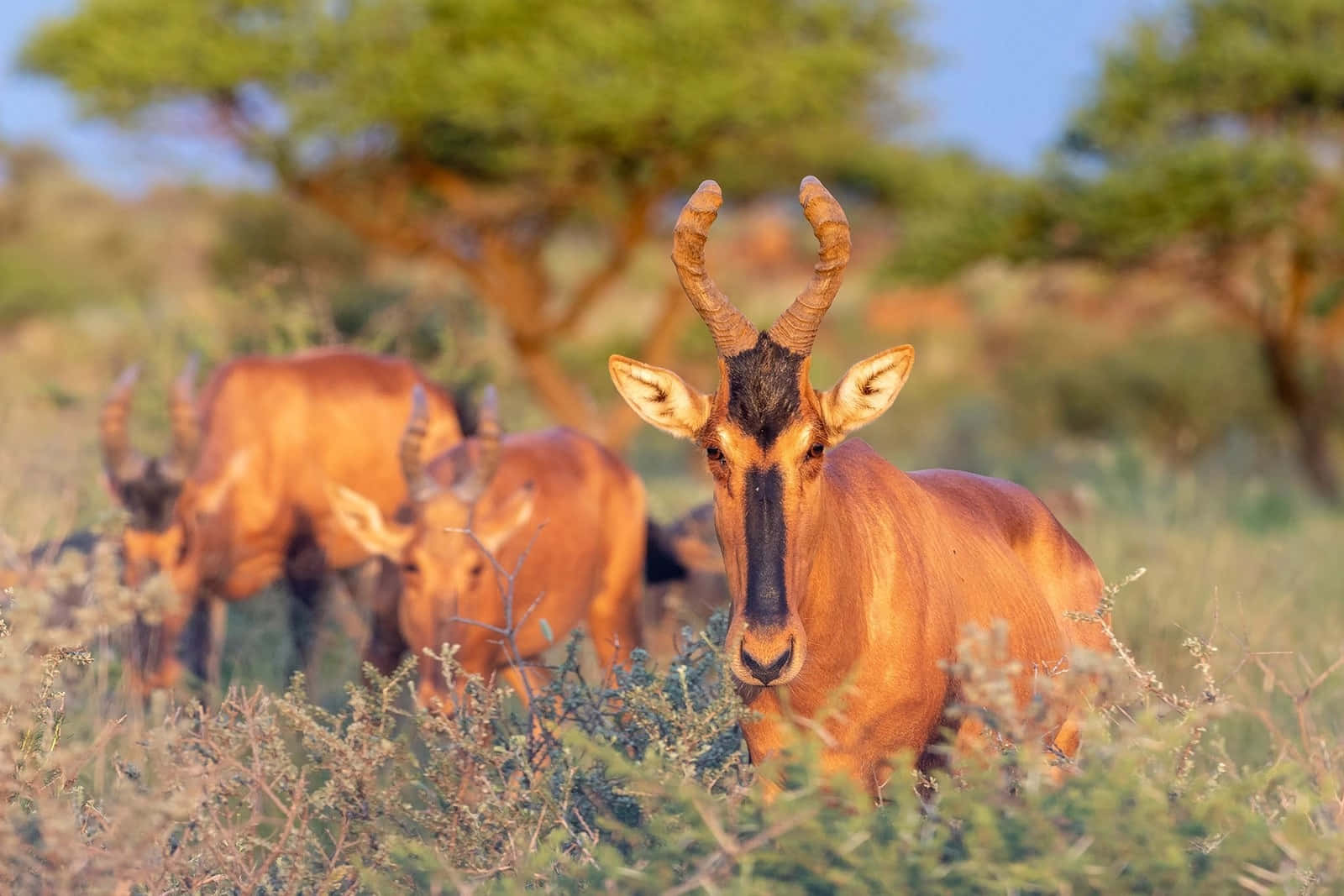 Hartebeest Herdin Savanna Wallpaper