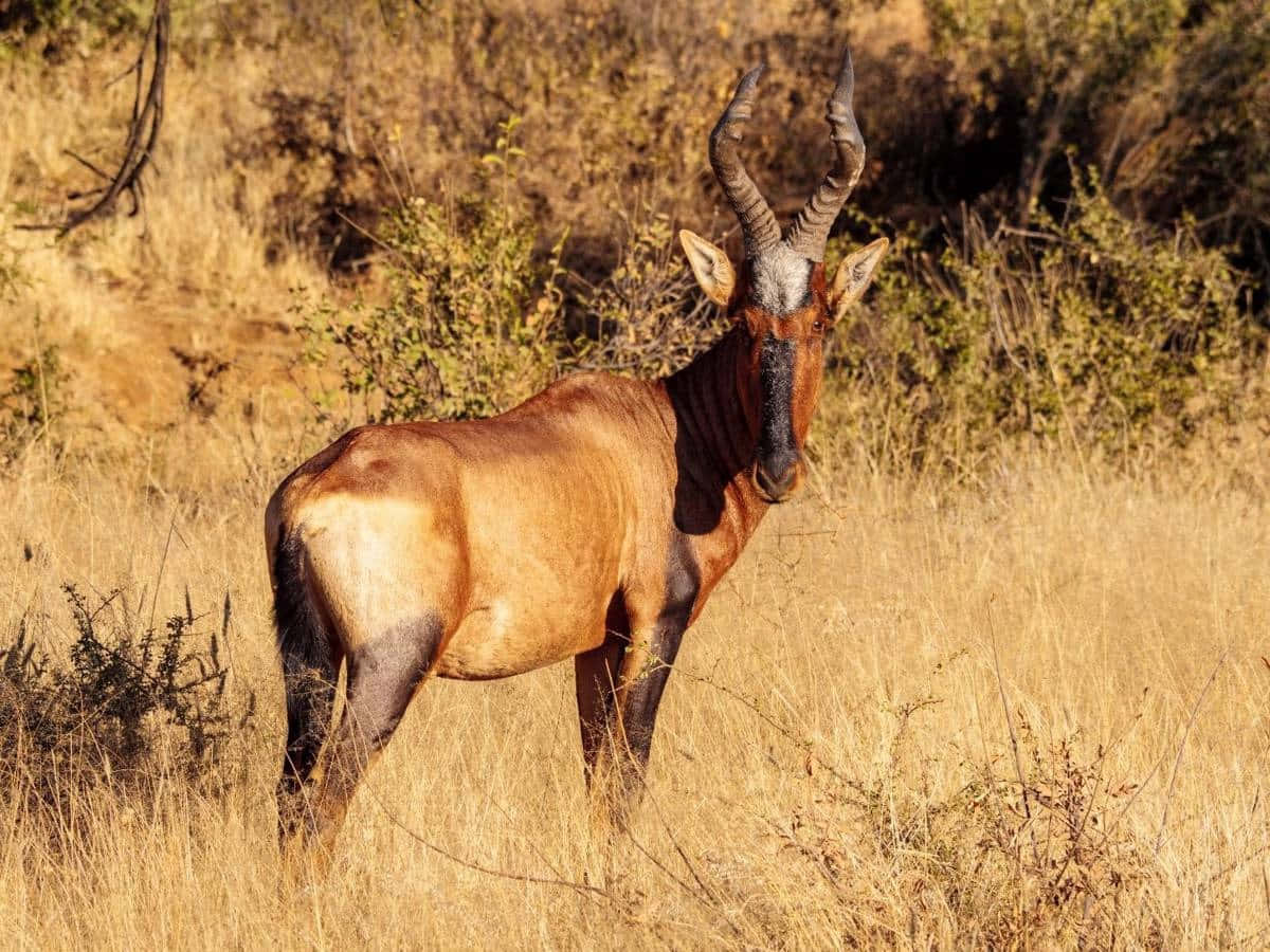 Hartebeest Standing In Savannah Wallpaper