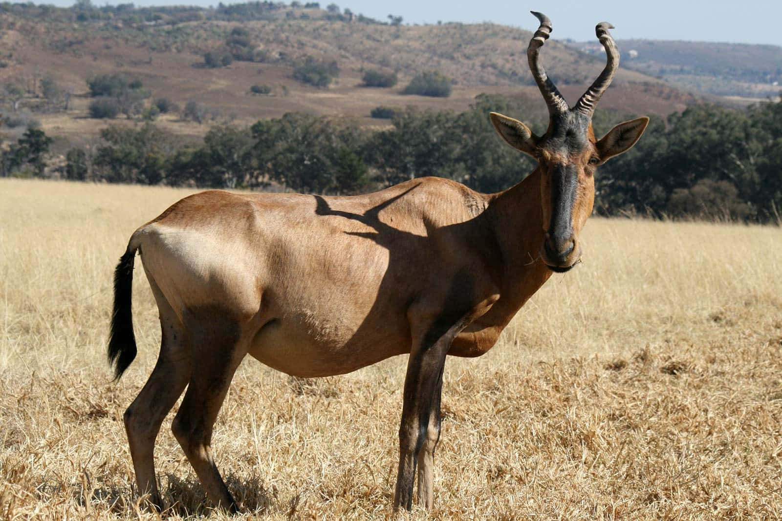 Hartebeest Standingin African Savannah.jpg Wallpaper