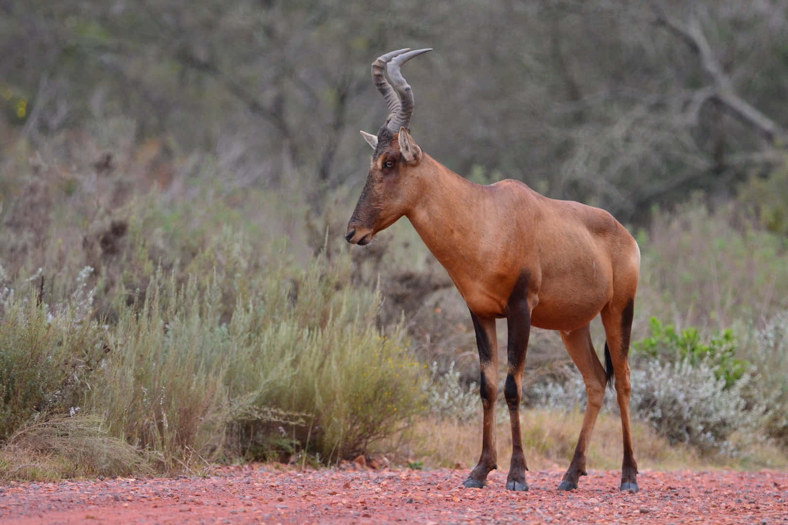 Hartebeest Standingin Wilderness.jpg Wallpaper