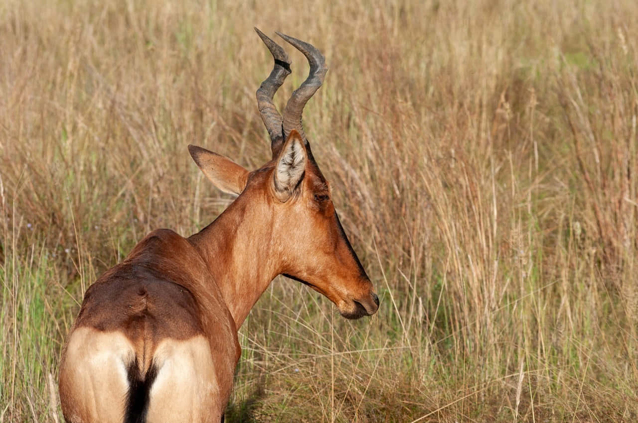 Hartebeestin Savanna Grasslands.jpg Wallpaper