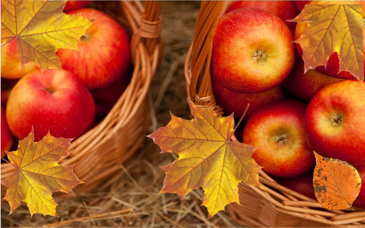 Harvest Season - Ripe Apples In The Fall Wallpaper