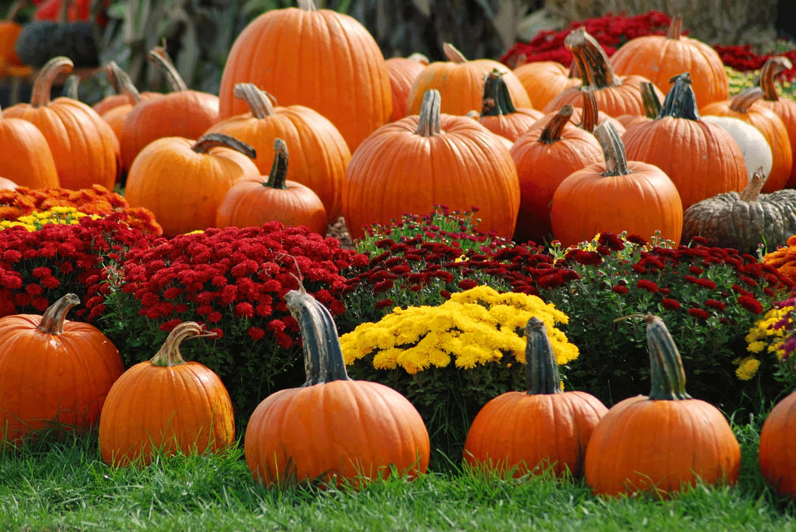 Harvested Fall Pumpkin Wallpaper