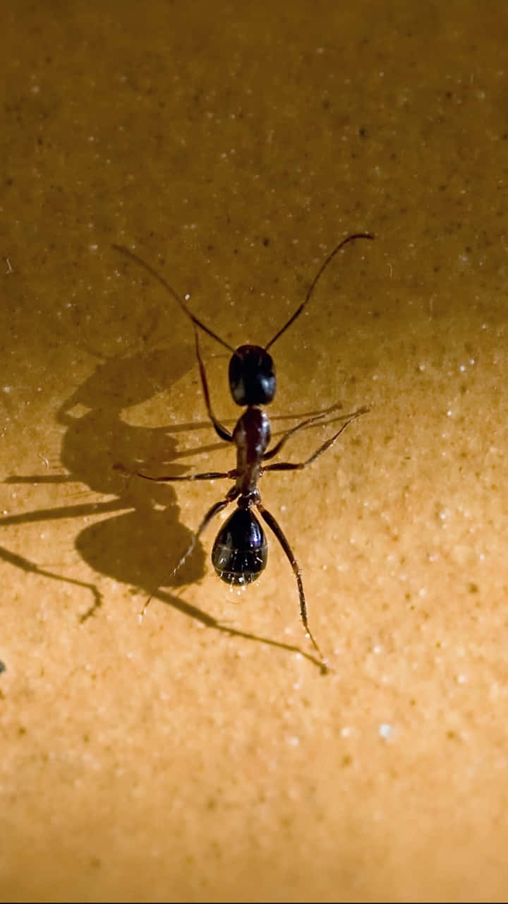 Harvester Ant Close Up Wallpaper