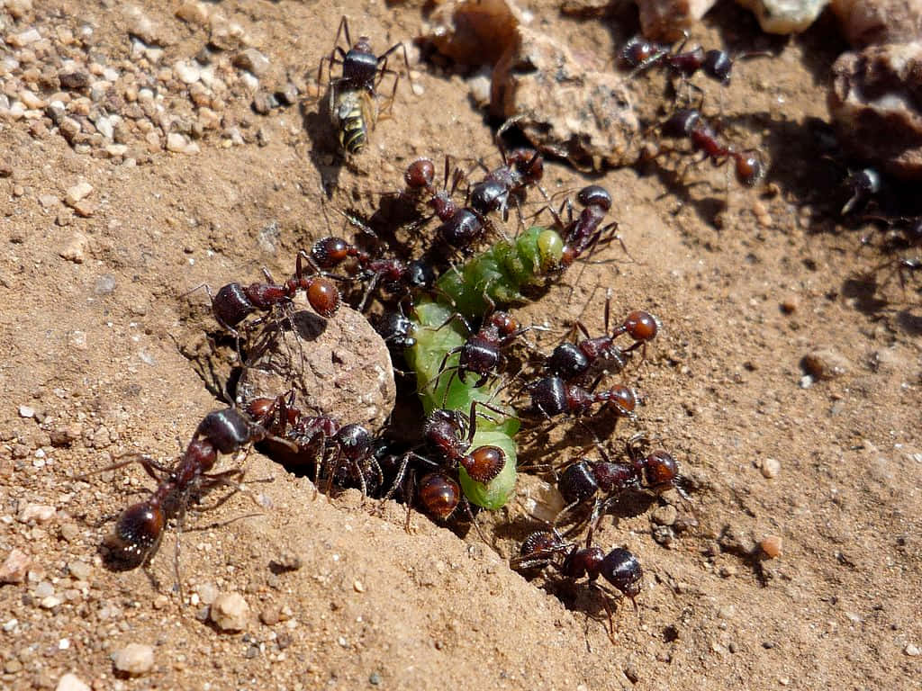 Harvester Ants Feastingon Caterpillar.jpg Wallpaper