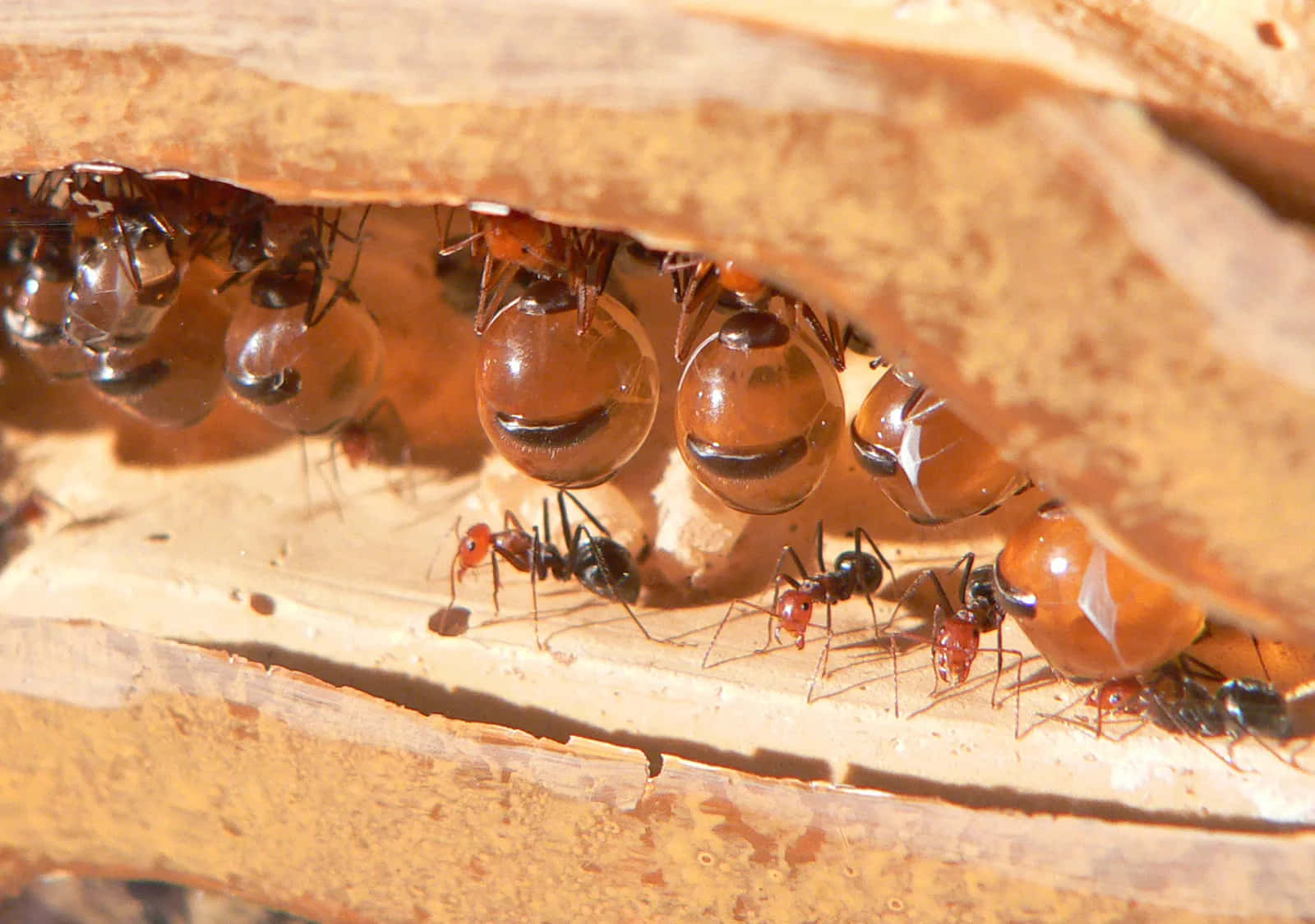 Harvester_ Ants_ Working_ Together.jpg Wallpaper