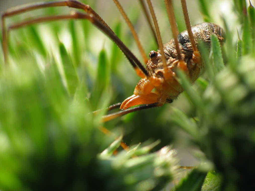 Harvestman_in_ Greenery_ Closeup.jpg Wallpaper