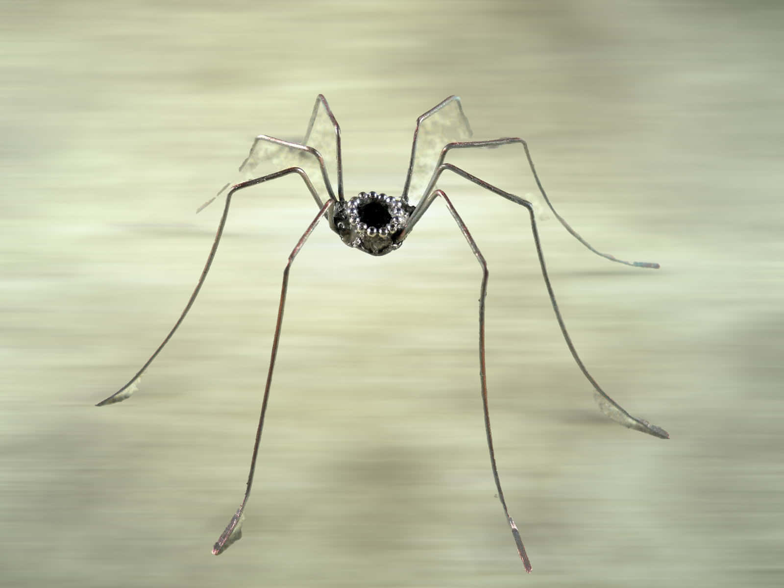 Harvestman Spideron Blurry Background Wallpaper