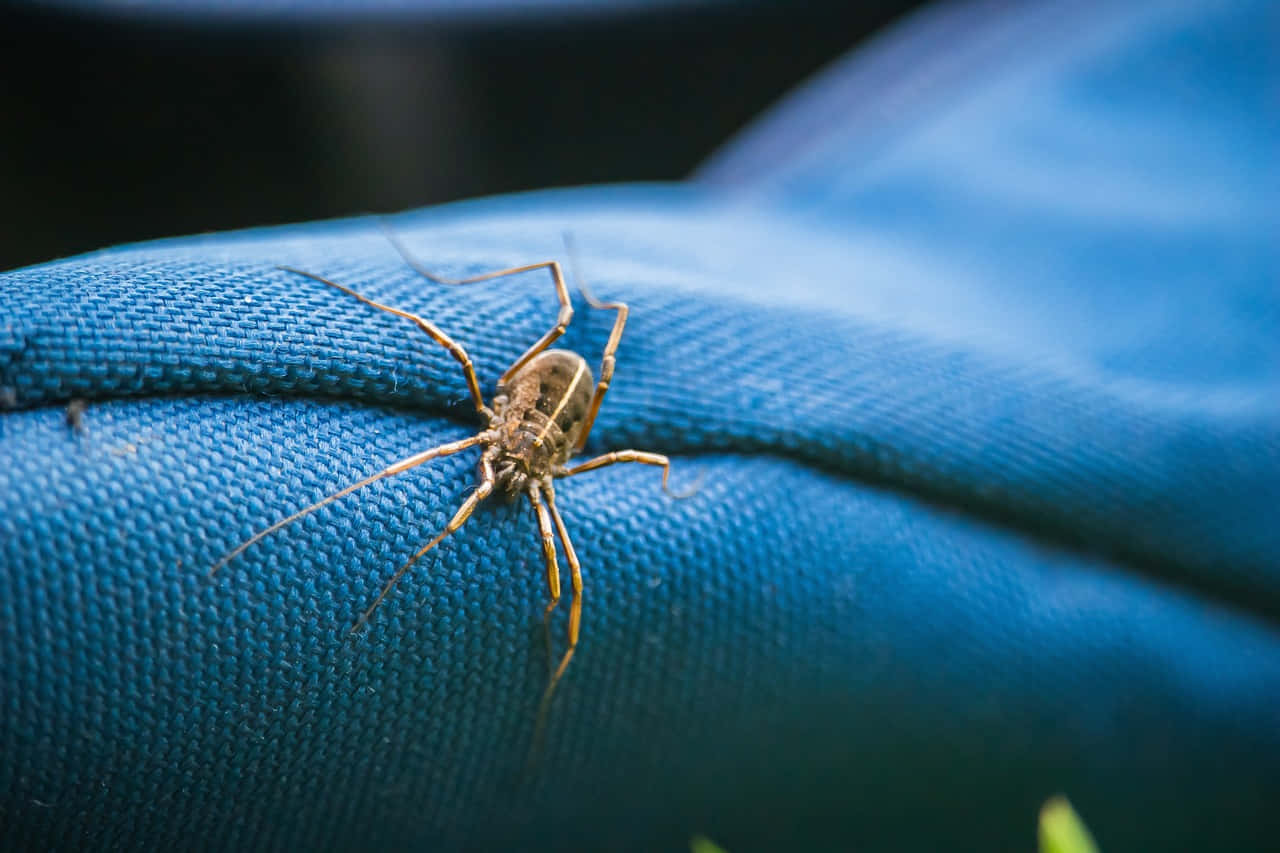 Harvestmanon Blue Fabric Wallpaper