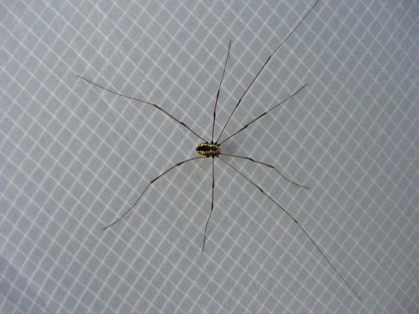 Harvestmanon Geometric Background Wallpaper