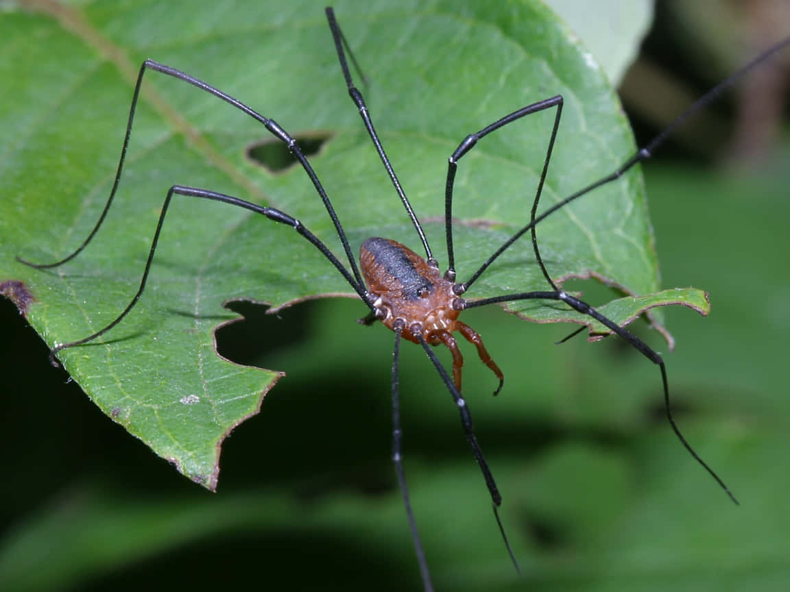 Harvestmanon Green Leaf Wallpaper