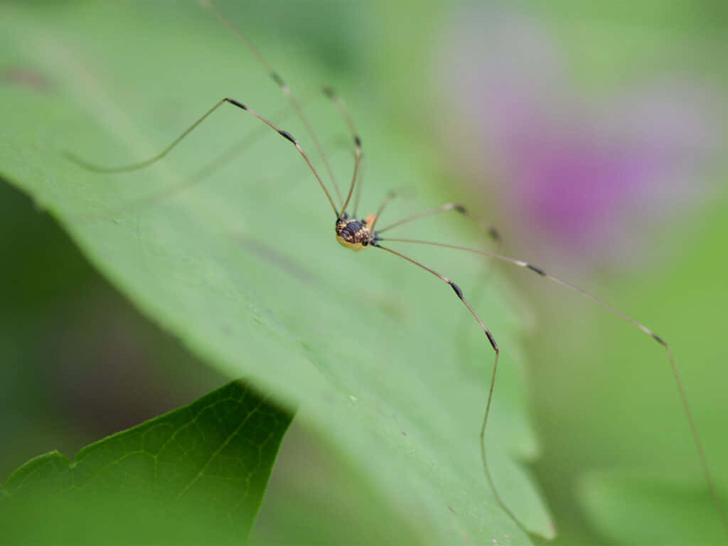 Harvestmanon Green Leaf Wallpaper