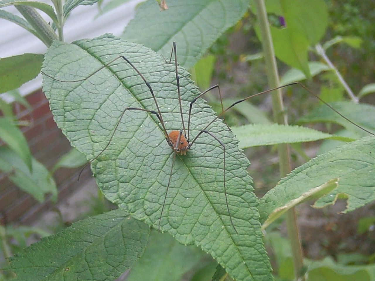 Harvestmanon Green Leaf Wallpaper