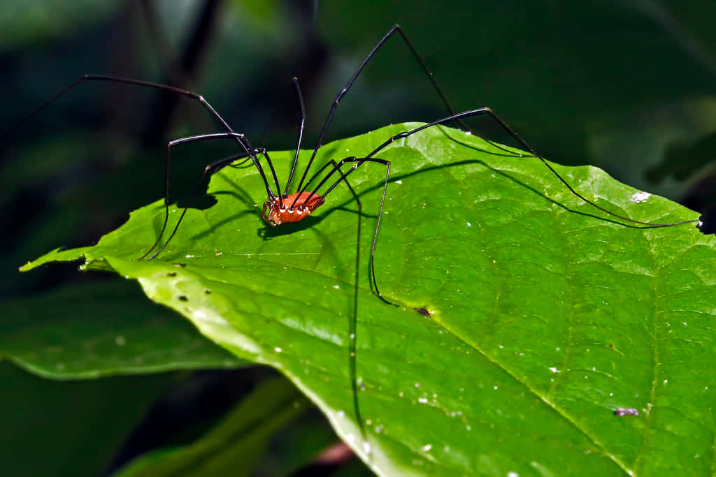 Harvestmanon Green Leaf Wallpaper